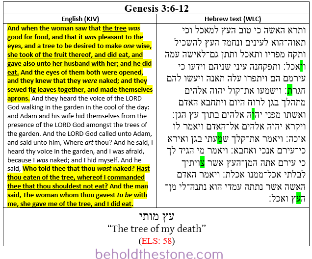 Screenshot of a two-column table documenting the ELS Bible code in Genesis 3:6-12 in which the individual who encoded the Bible hints at his identity by encoding a comment about the tree that is being spoken of in the plain text of the containing passage. In the right-hand column the Hebrew text is shown with the letters of the encoded text-string highlighted bright green. In the left-hand column the English translation of the containing passage is supplied, with the portions that are topically relevant to the ELS code highlighted yellow. The encoded statement is encrypted at an ELS of every 58 letters, beginning in Genesis 3:6 and ending in 3:12. The full encoded message is: עץ מותי, which translates to English as: "The tree of my death."