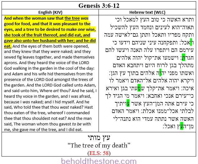 Screenshot of a two-column table documenting the ELS Bible code in Genesis 3:6-12 in which the individual who encoded the Bible hints at his identity by encoding a comment about the tree that is being spoken of in the plain text of the containing passage. In the right-hand column the Hebrew text is shown with the letters of the encoded text-string highlighted bright green. In the left-hand column the English translation of the containing passage is supplied, with the portions that are topically relevant to the ELS code highlighted yellow. The encoded statement is encrypted at an ELS of every 58 letters, beginning in Genesis 3:6 and ending in 3:12. The full encoded message is: עץ מותי, which translates to English as: "The tree of my death."